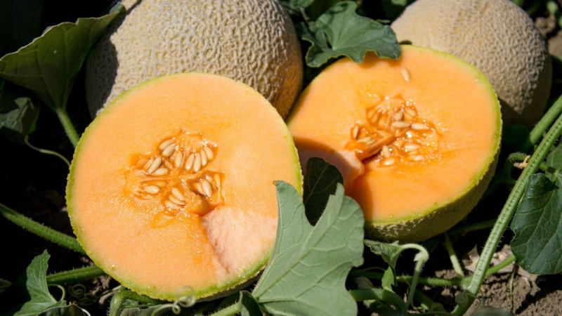 Growing Season and Best Time to Harvest Cantaloupe in California